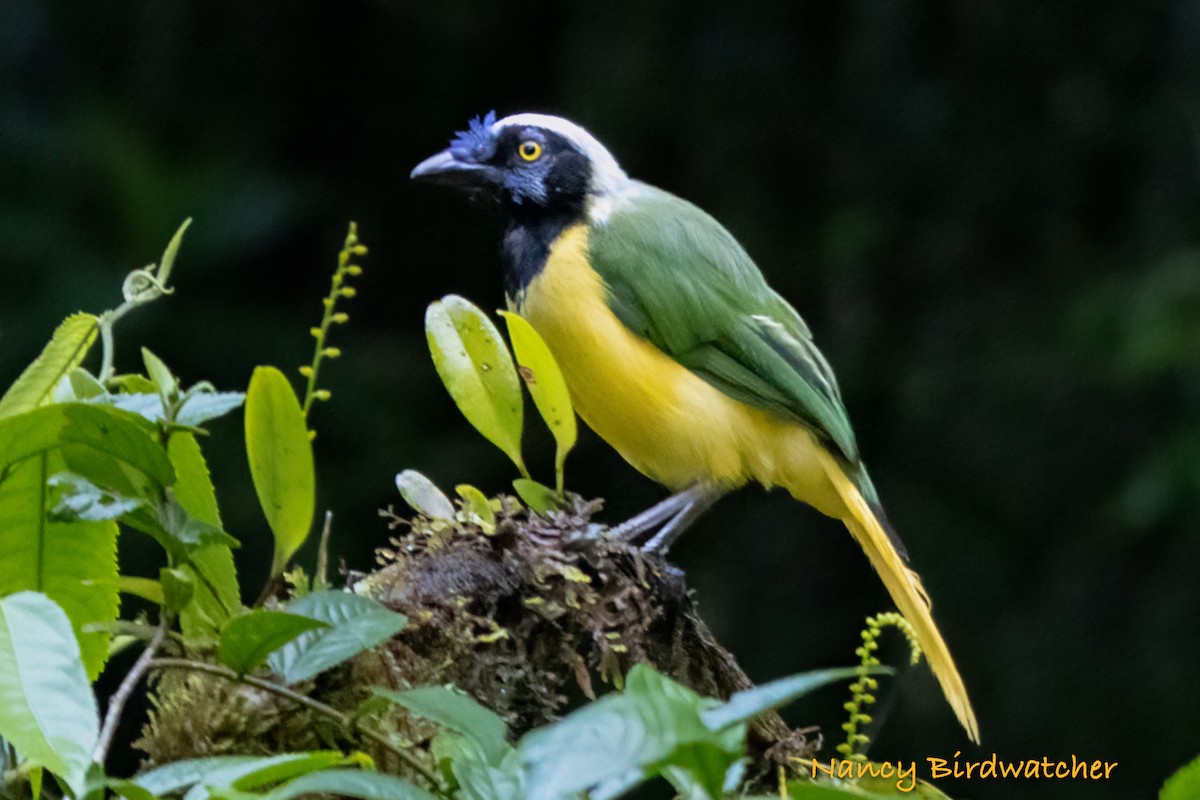 Green Jay (Inca) - ML620685592