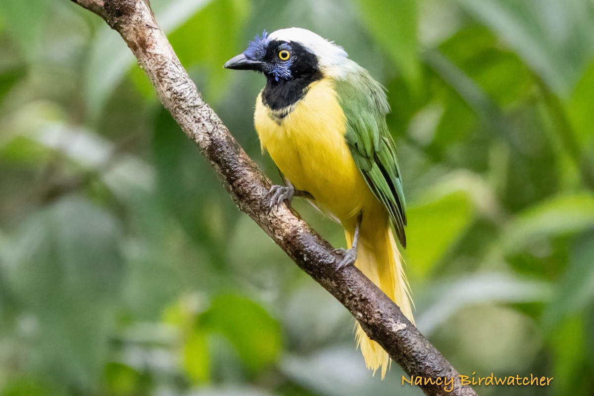 Green Jay (Inca) - ML620685593