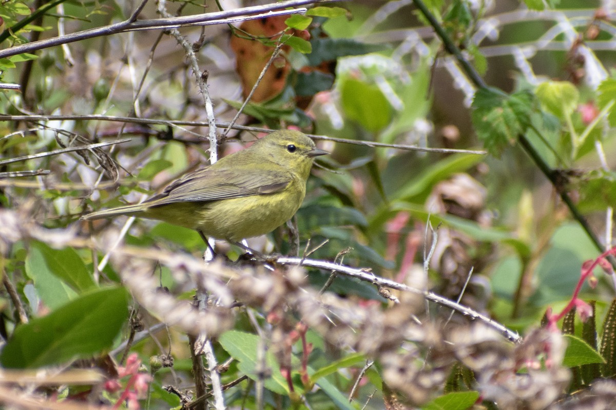 Orange-crowned Warbler - ML620685595