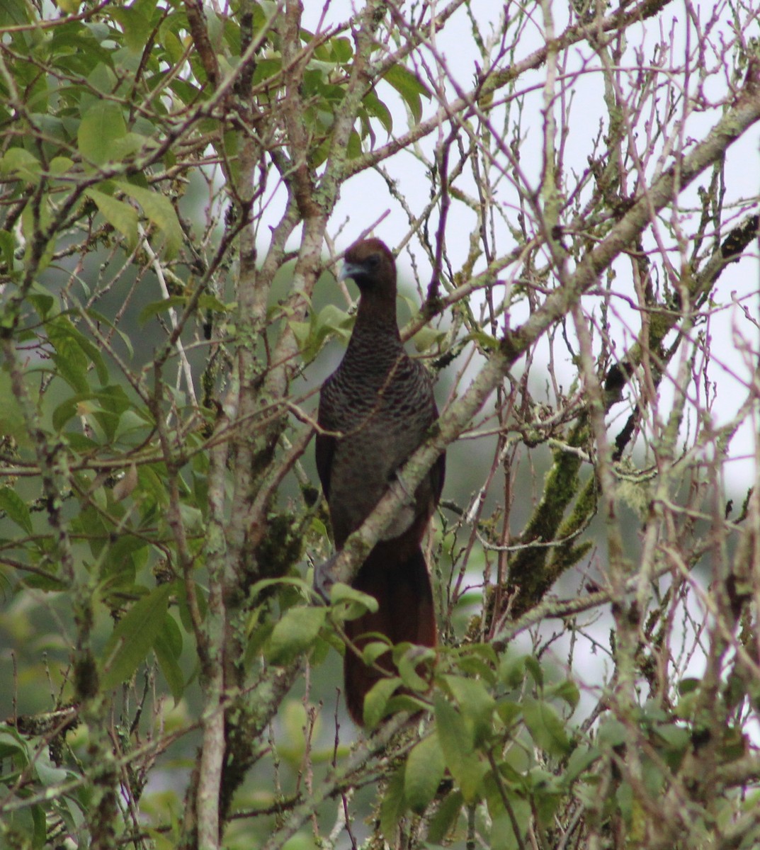 Scaled Chachalaca - ML620685597