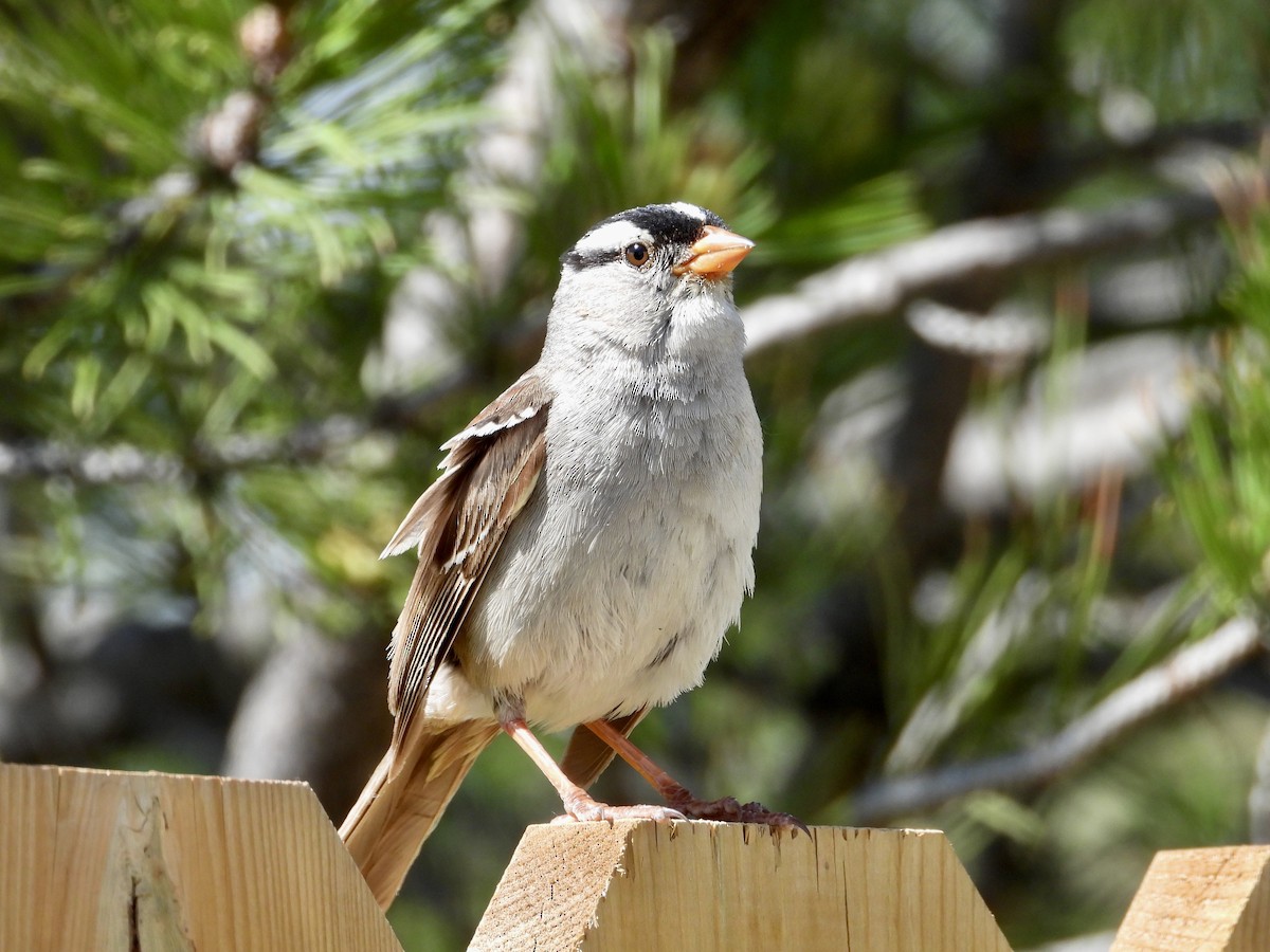 White-crowned Sparrow - ML620685606