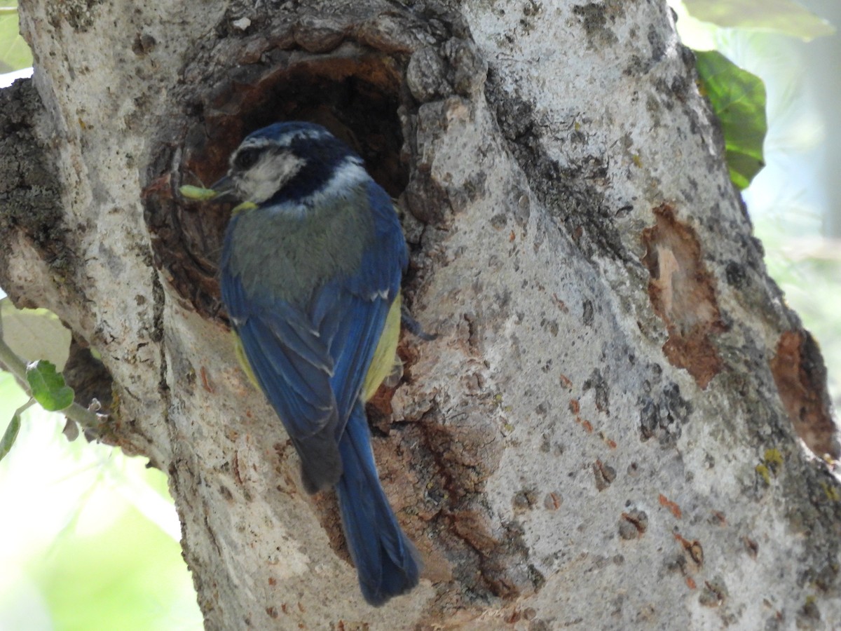 Eurasian Blue Tit - ML620685607