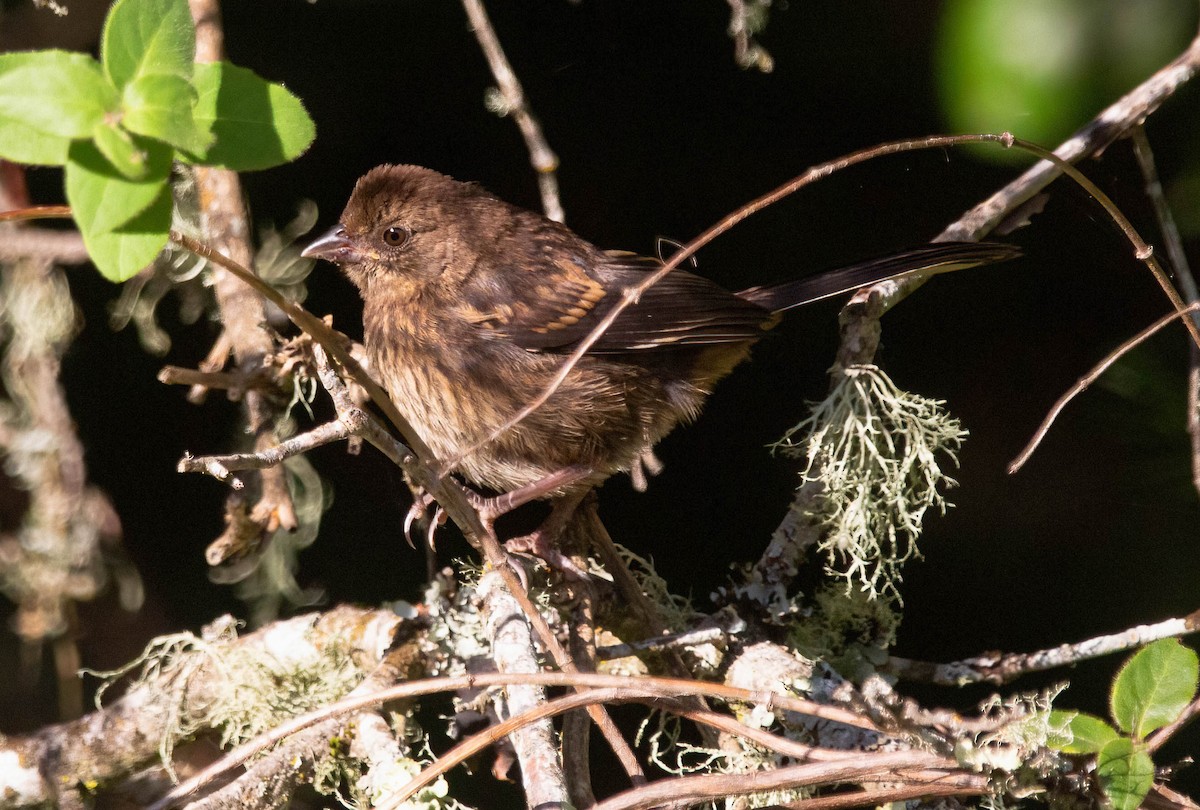 Spotted Towhee - ML620685608