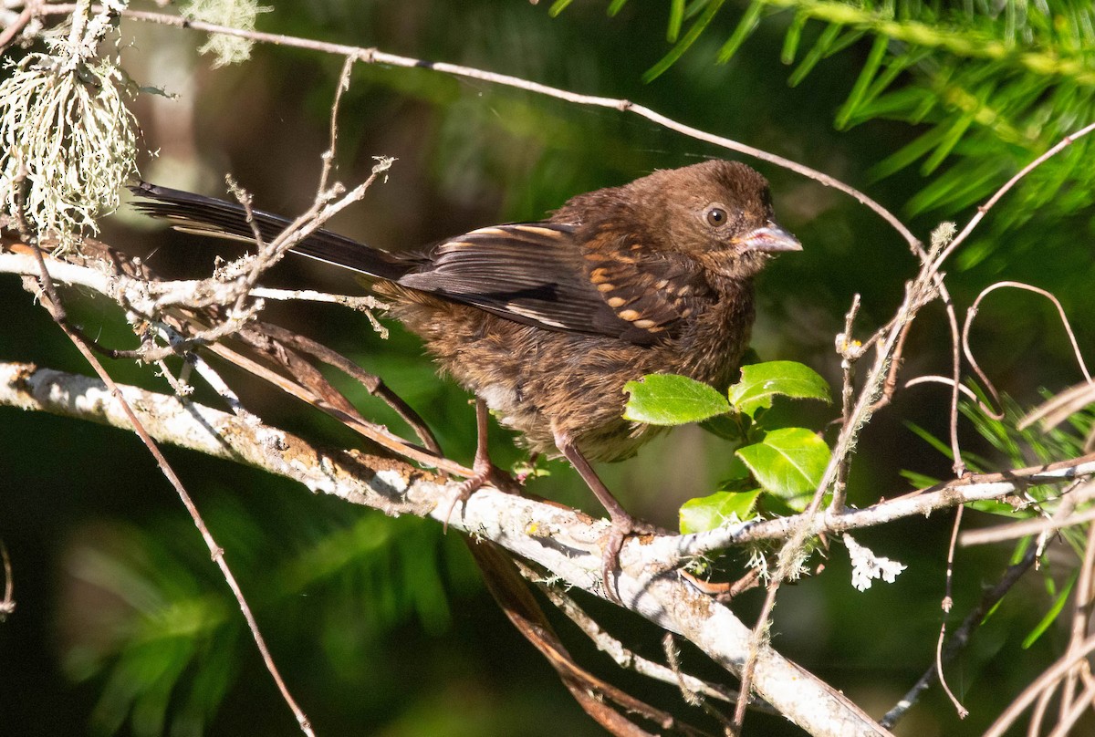 Spotted Towhee - ML620685609