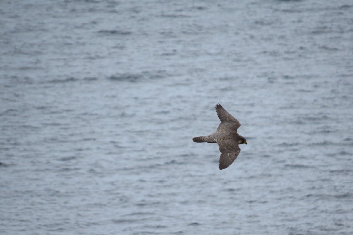 Peregrine Falcon - Xurde Gayol