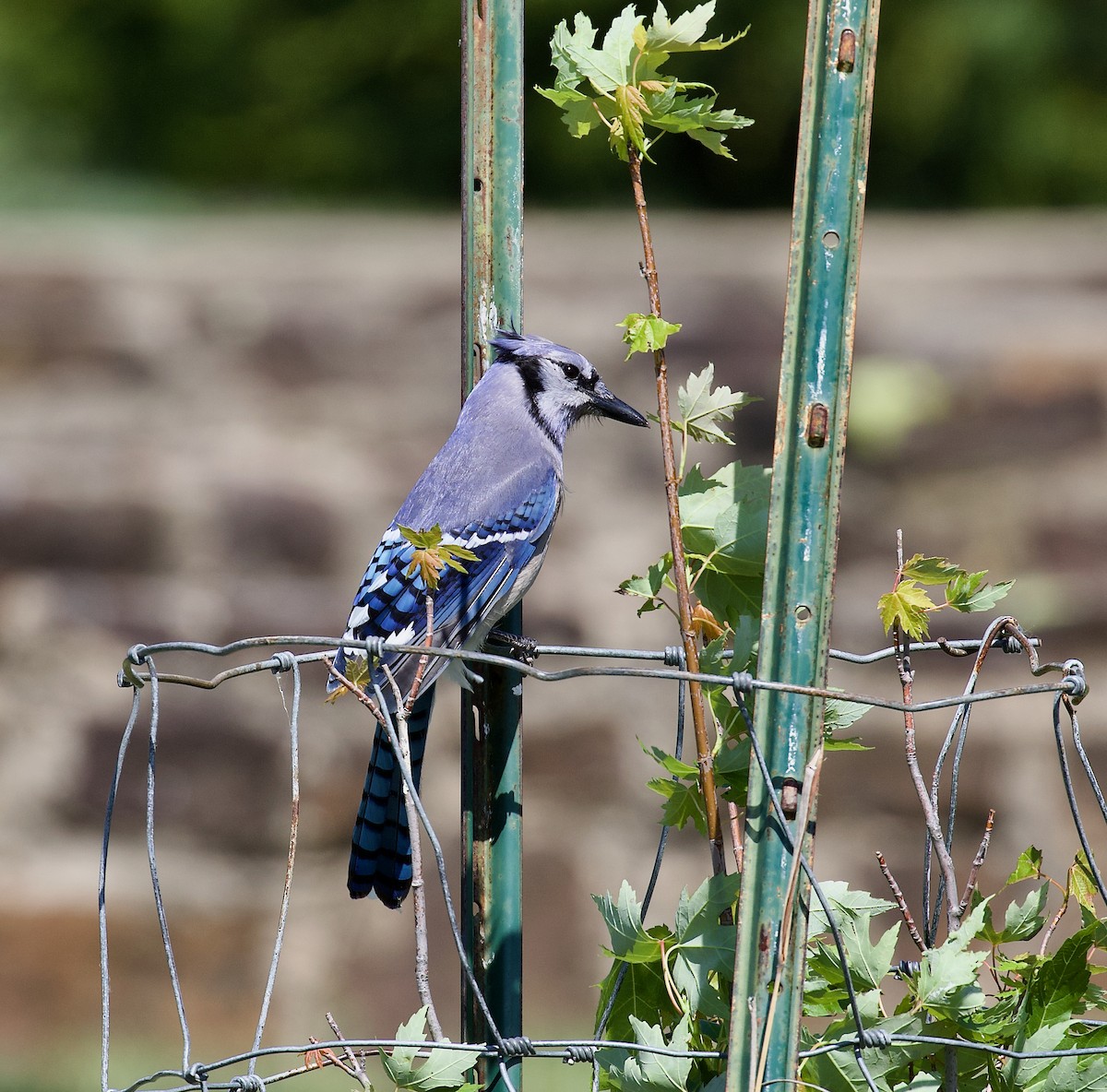 Blue Jay - Alison Hiers