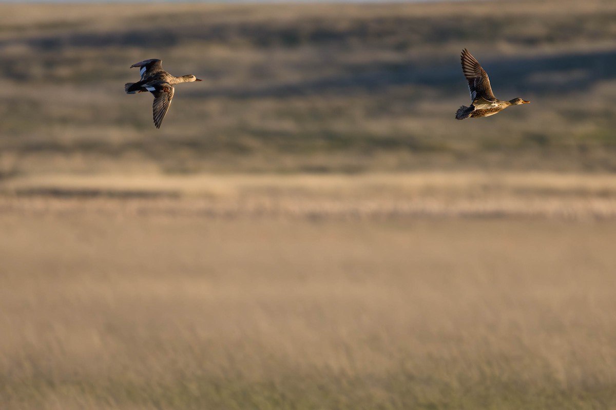 Gadwall - ML620685613