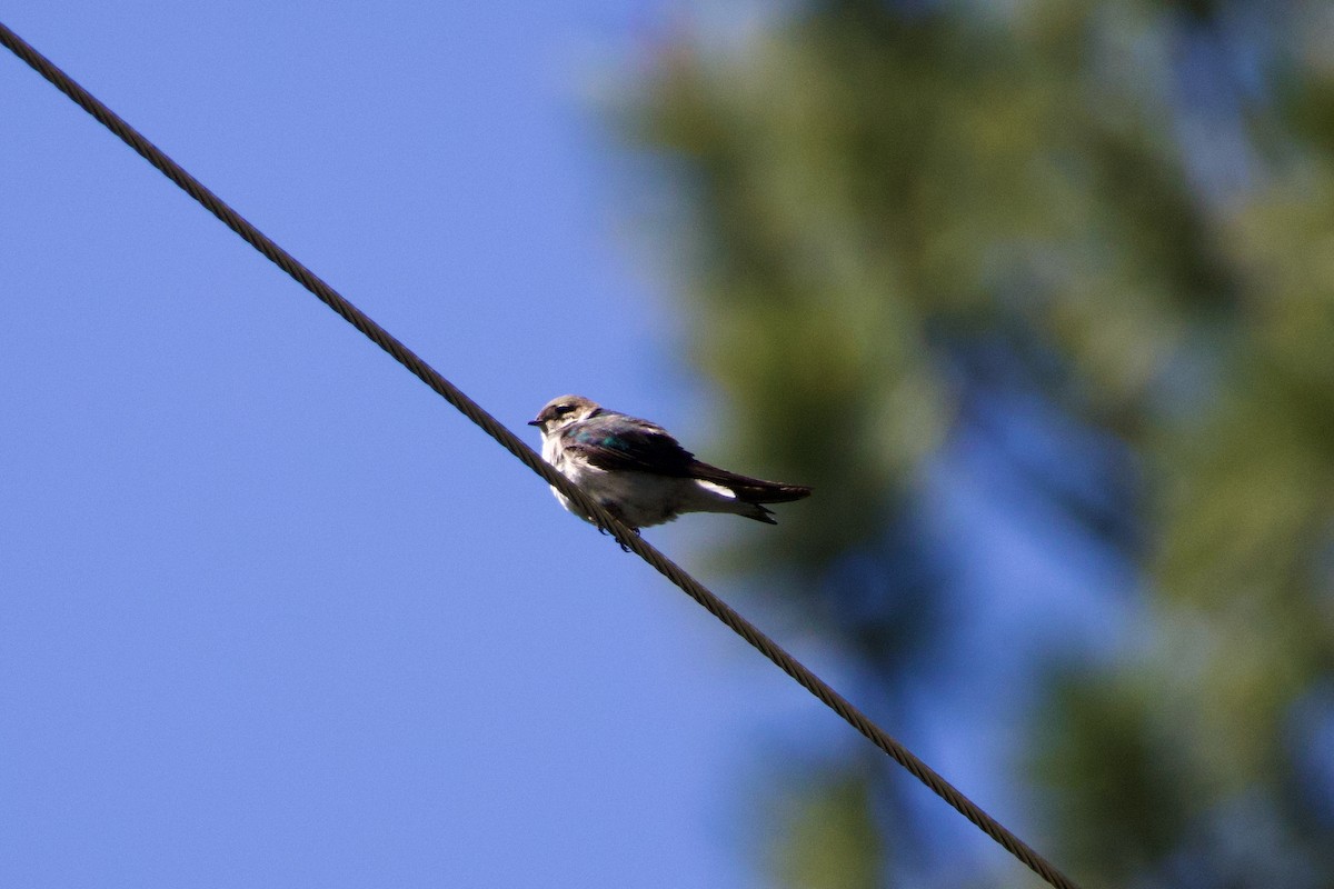 Violet-green Swallow - ML620685614