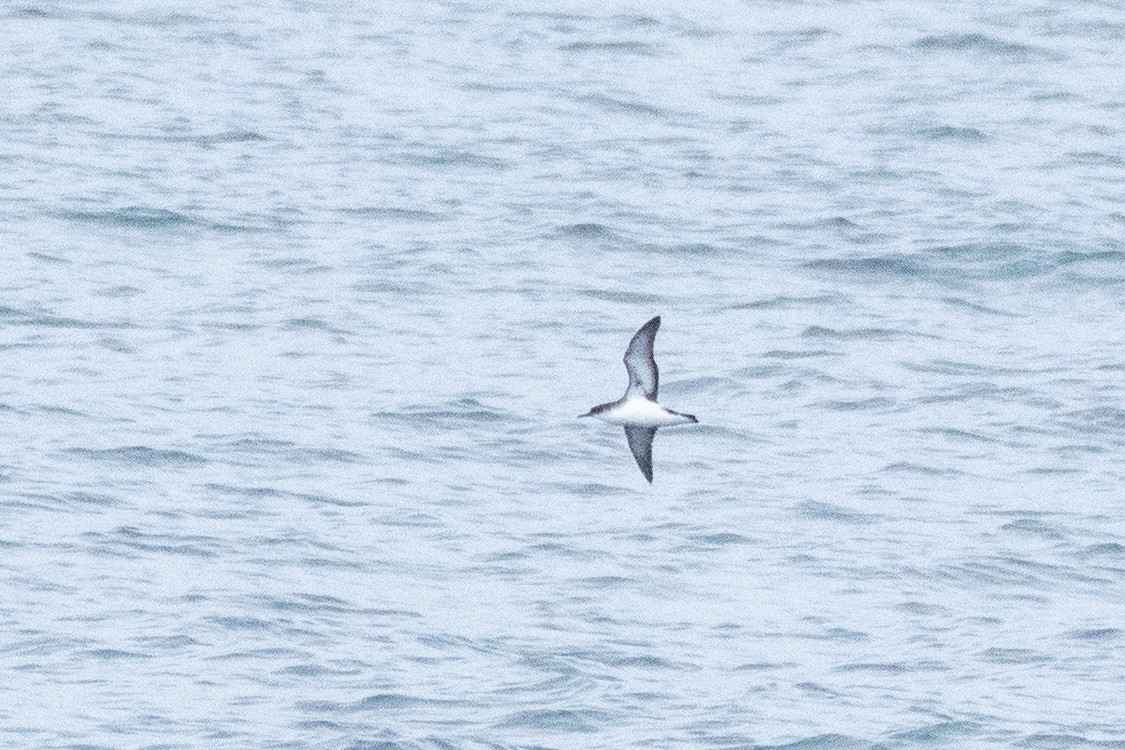 Manx Shearwater - ML620685615