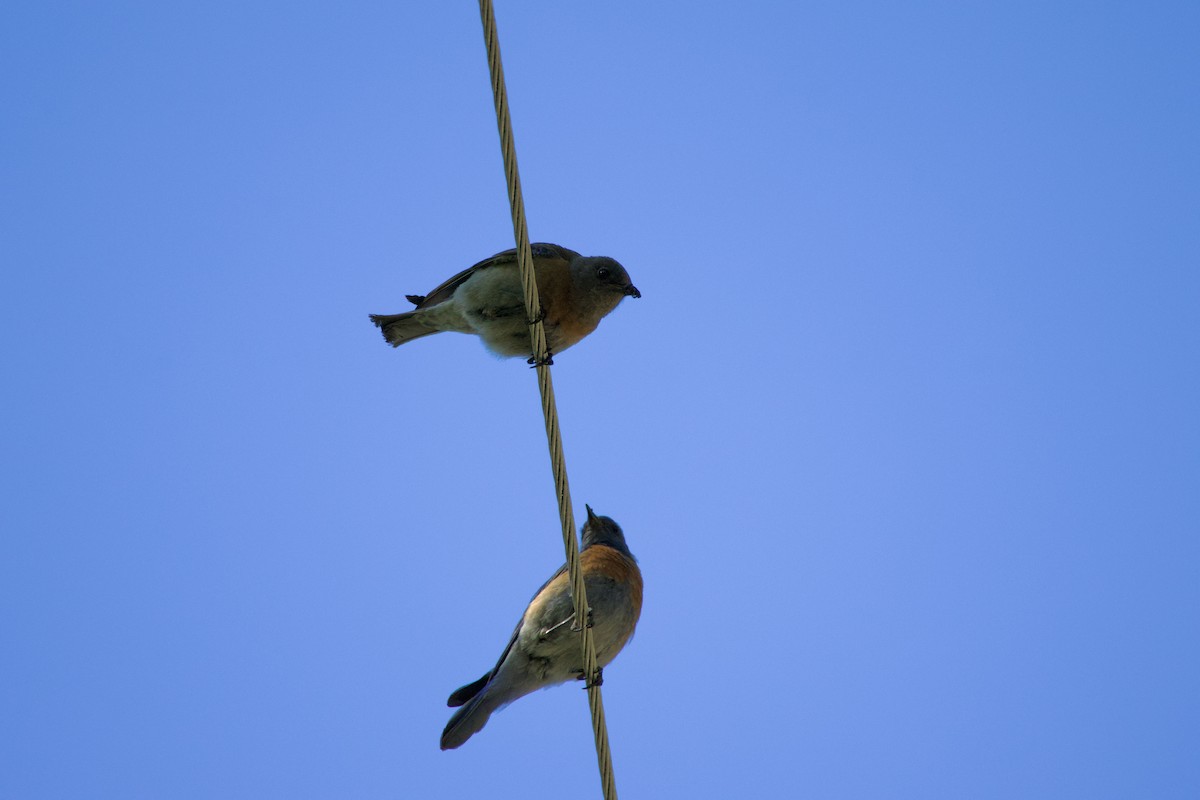 Western Bluebird - ML620685616