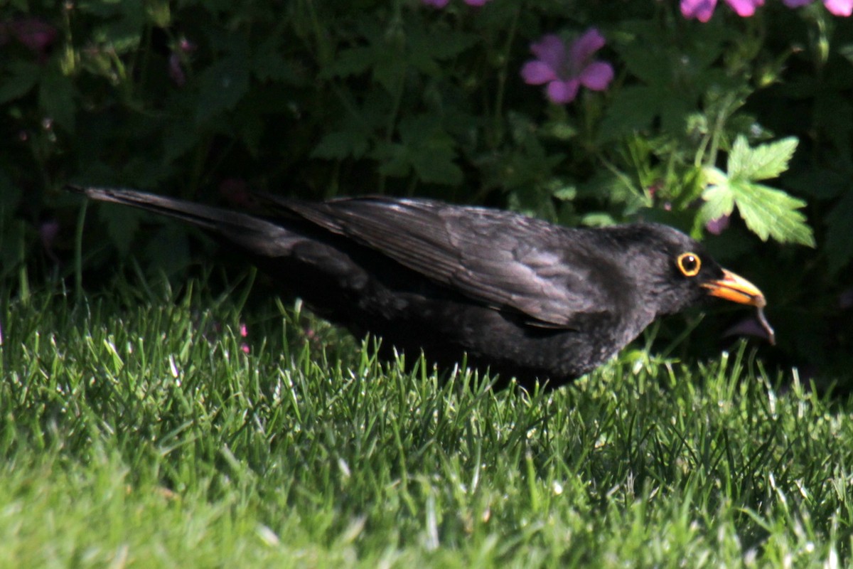 Eurasian Blackbird - ML620685618