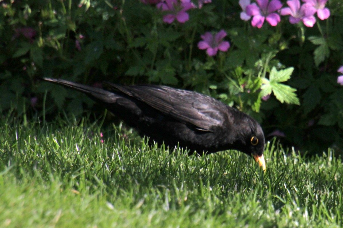 Eurasian Blackbird - ML620685621