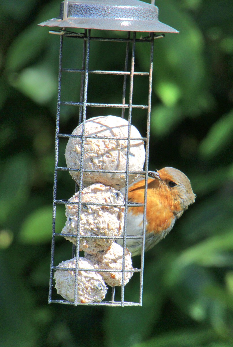 European Robin - ML620685627