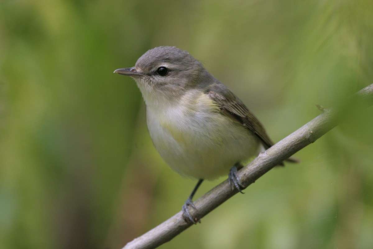 zelenáček švitořivý (ssp. gilvus) - ML620685630