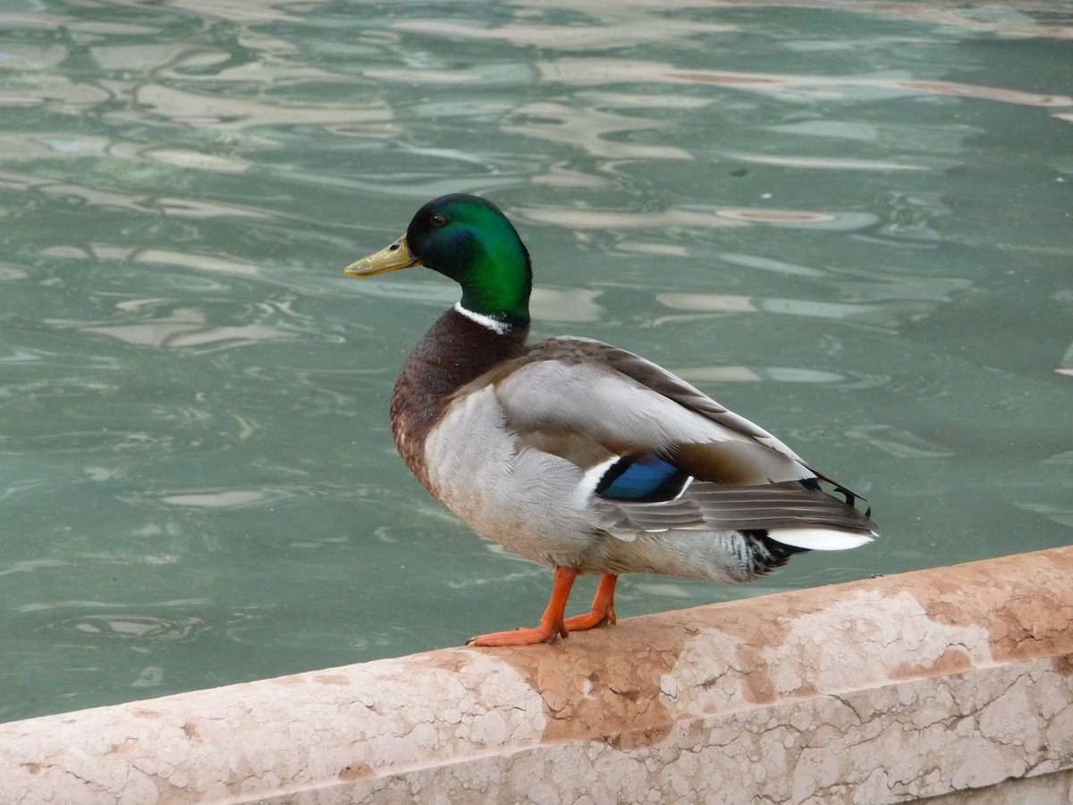 Canard colvert - ML620685639