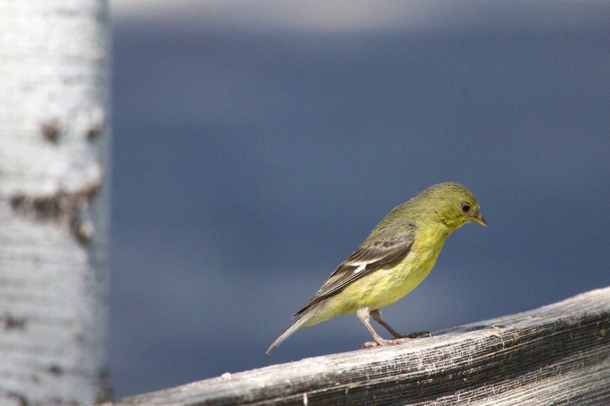 Lesser Goldfinch - ML620685640