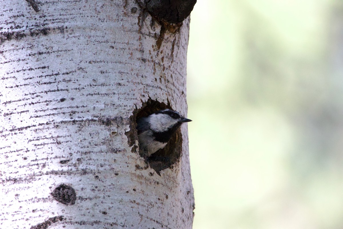 Mountain Chickadee - ML620685641