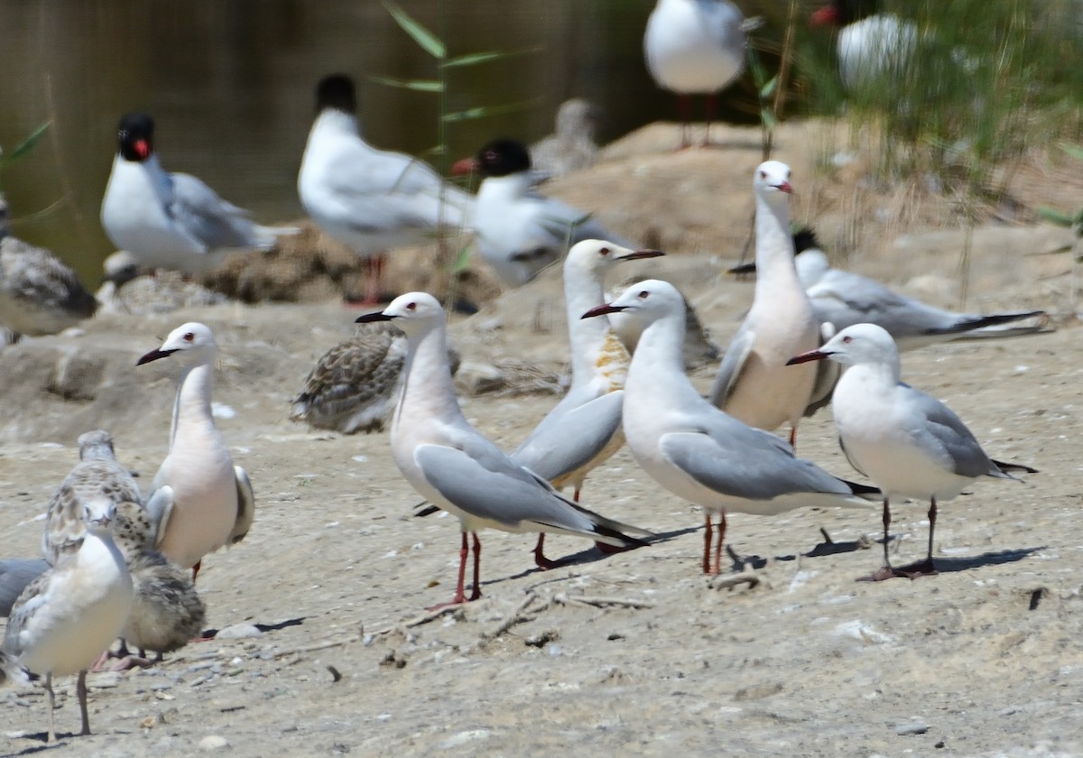 Slender-billed Gull - ML620685643