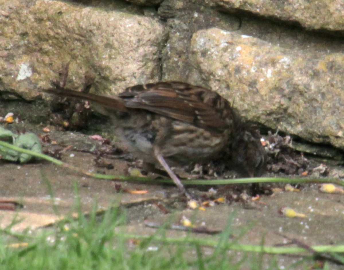 Dunnock - ML620685652