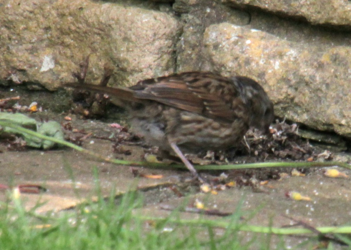 Dunnock - ML620685654