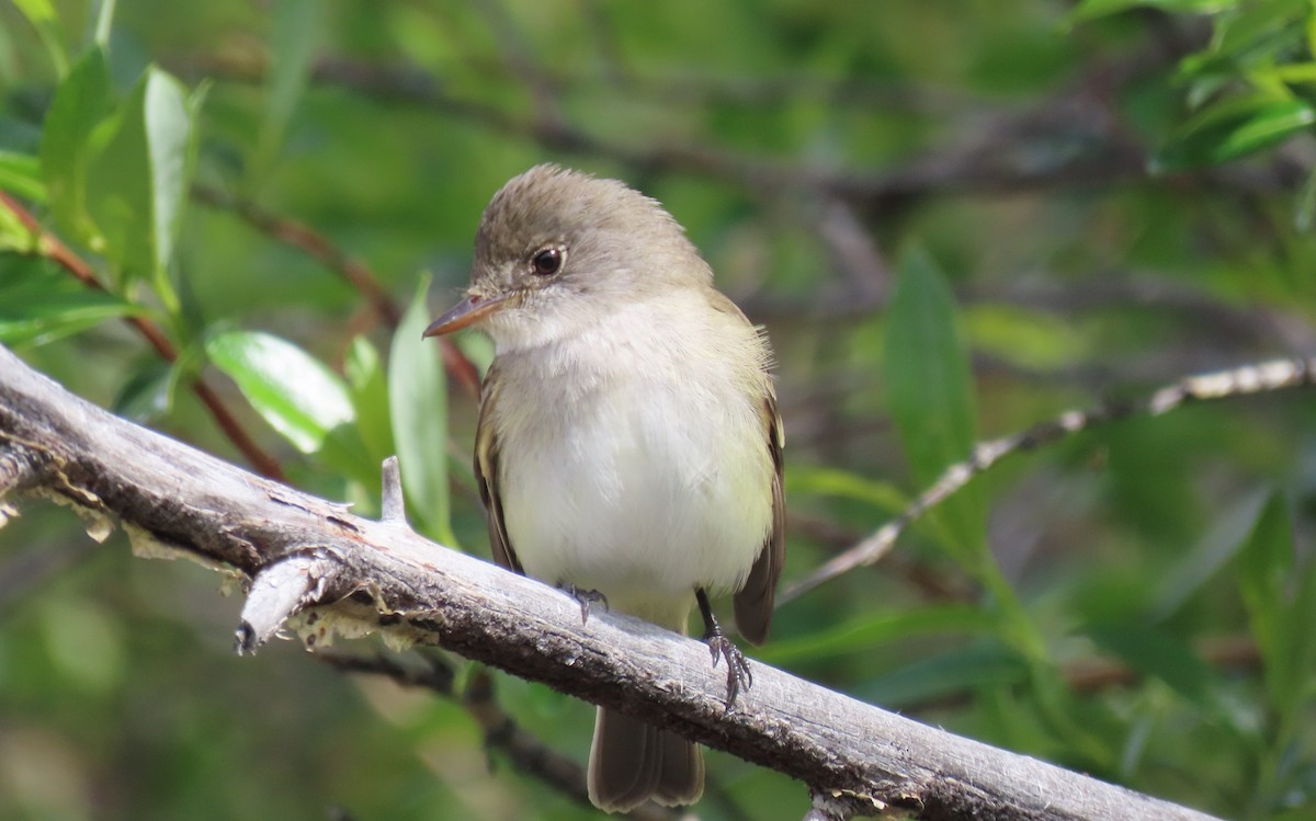 Willow Flycatcher - ML620685656