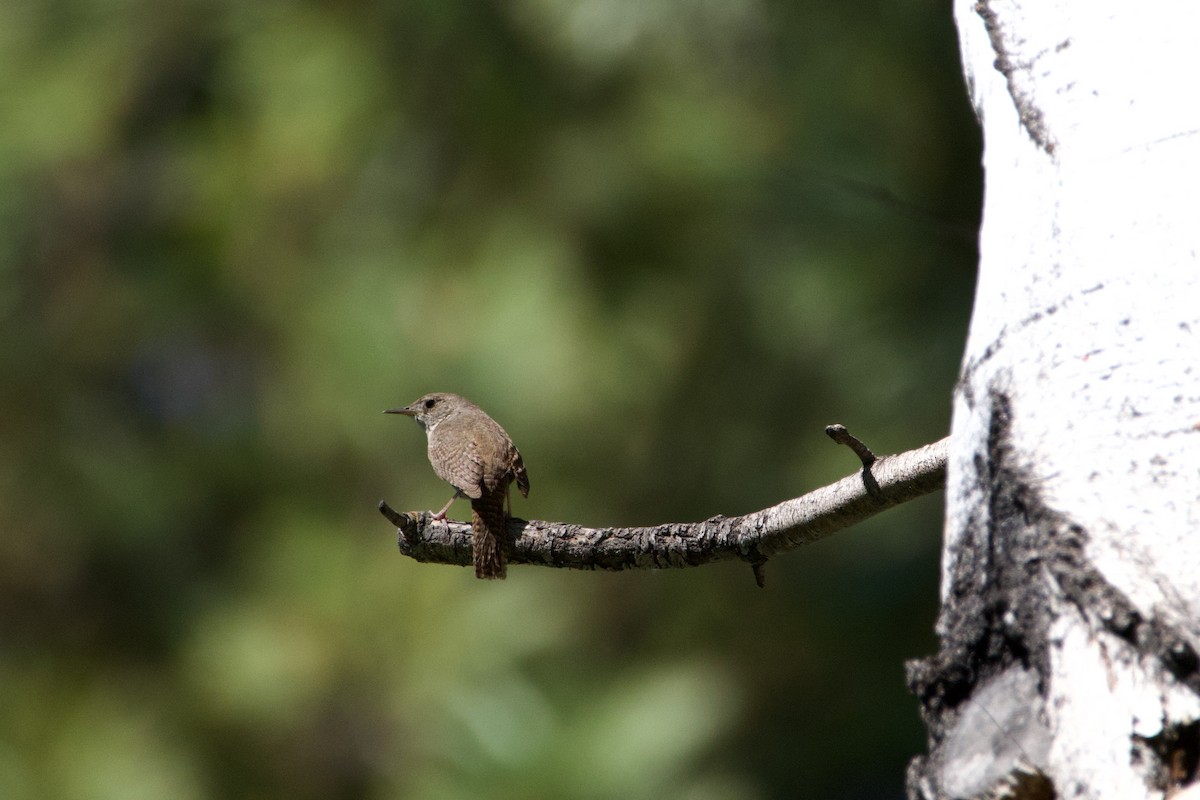 House Wren - ML620685658