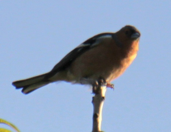 Common Chaffinch - ML620685660