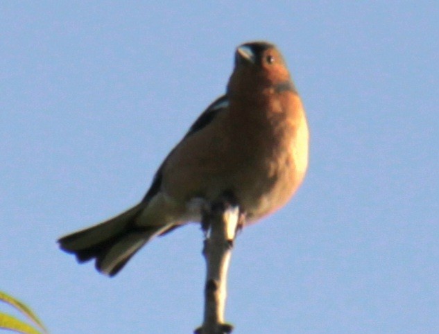 Common Chaffinch - ML620685662