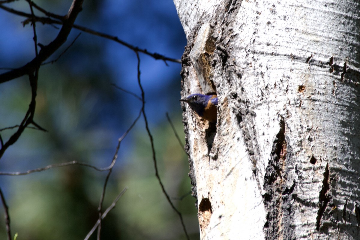 Western Bluebird - ML620685663