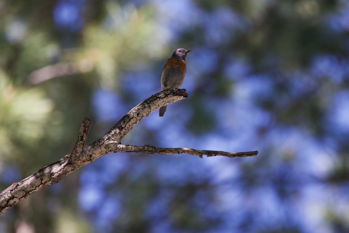 Western Bluebird - ML620685664