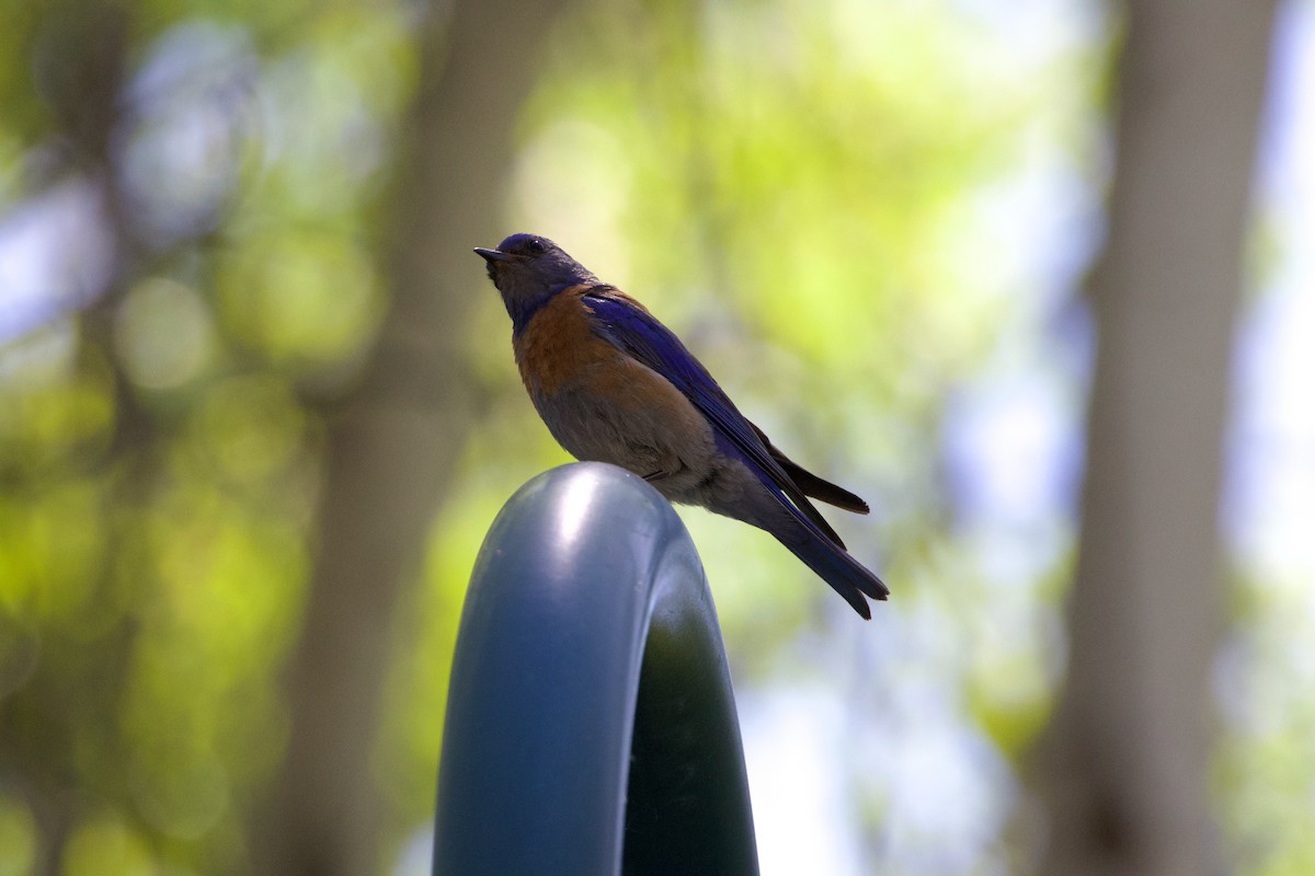 Western Bluebird - ML620685665