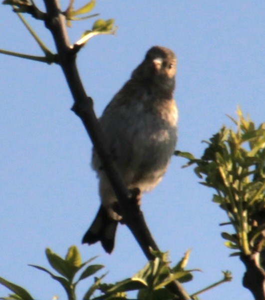 European Goldfinch (European) - ML620685668