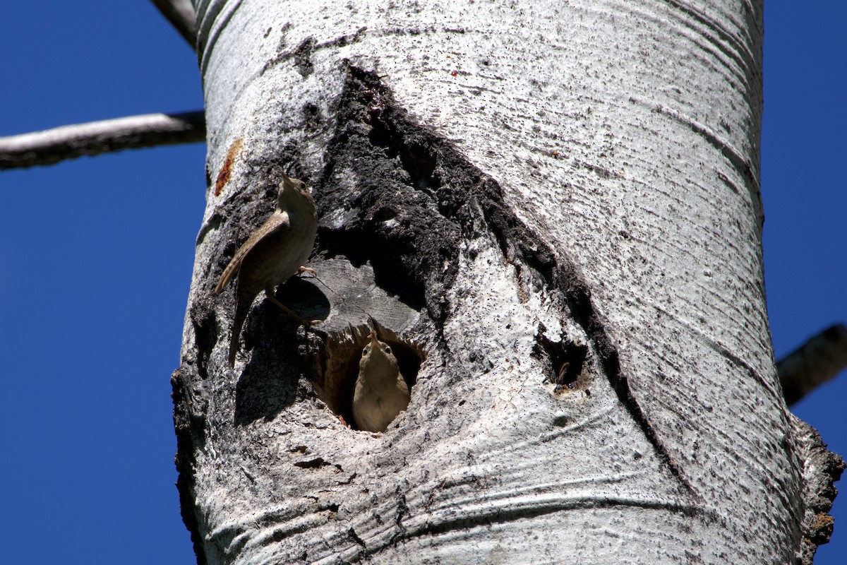 House Wren - Anonymous