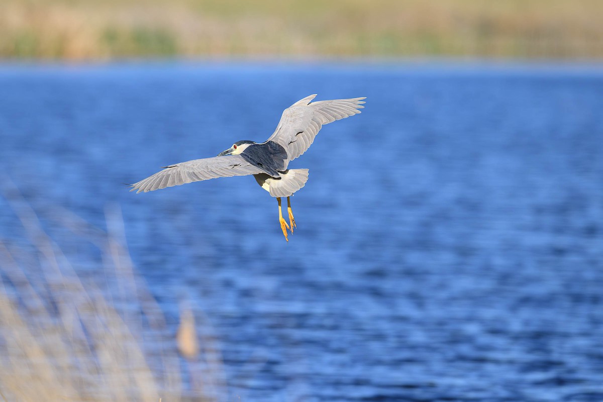 Great Blue Heron - ML620685674