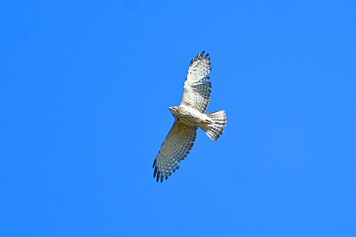 Broad-winged Hawk - ML620685675