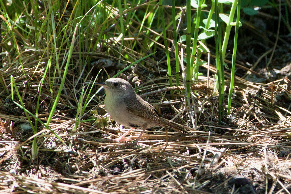 House Wren - ML620685677