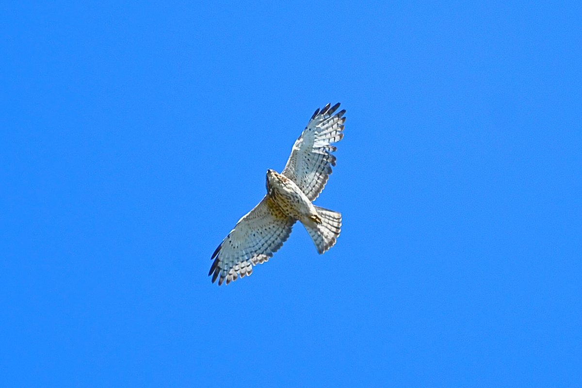 Broad-winged Hawk - ML620685678