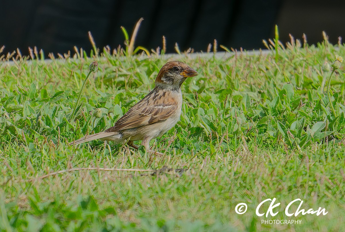 Eurasian Tree Sparrow - ML620685679