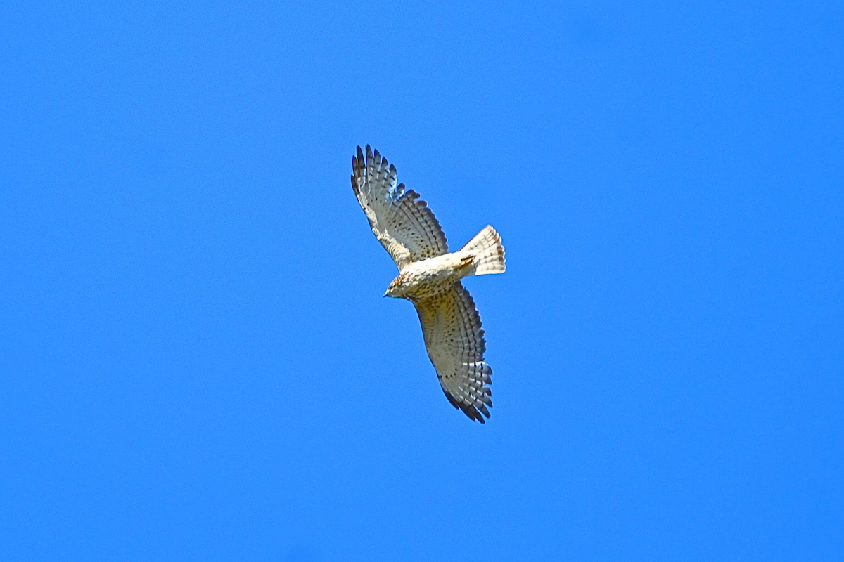 Broad-winged Hawk - ML620685680