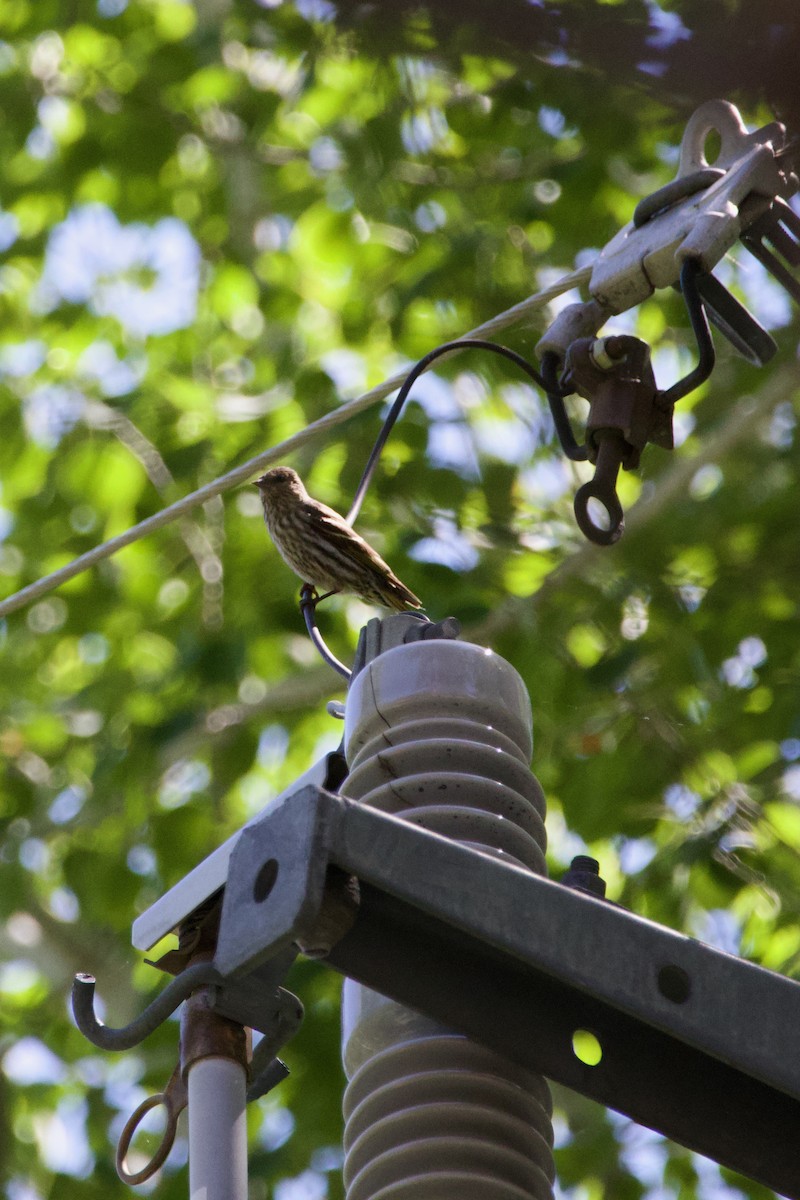 Pine Siskin - ML620685681