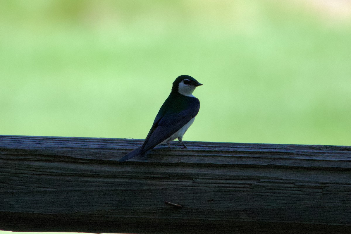 Violet-green Swallow - ML620685682