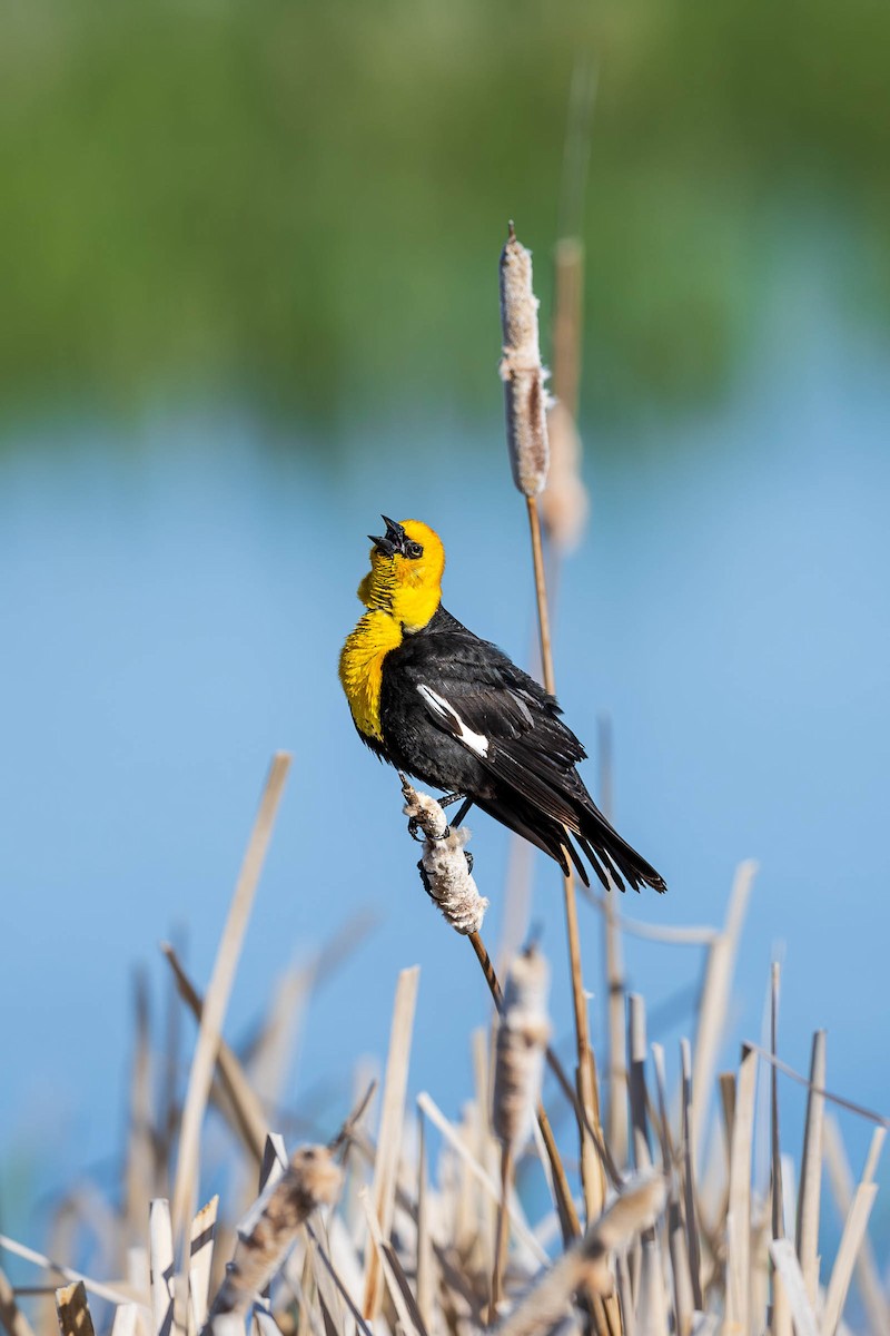 Yellow-headed Blackbird - ML620685684