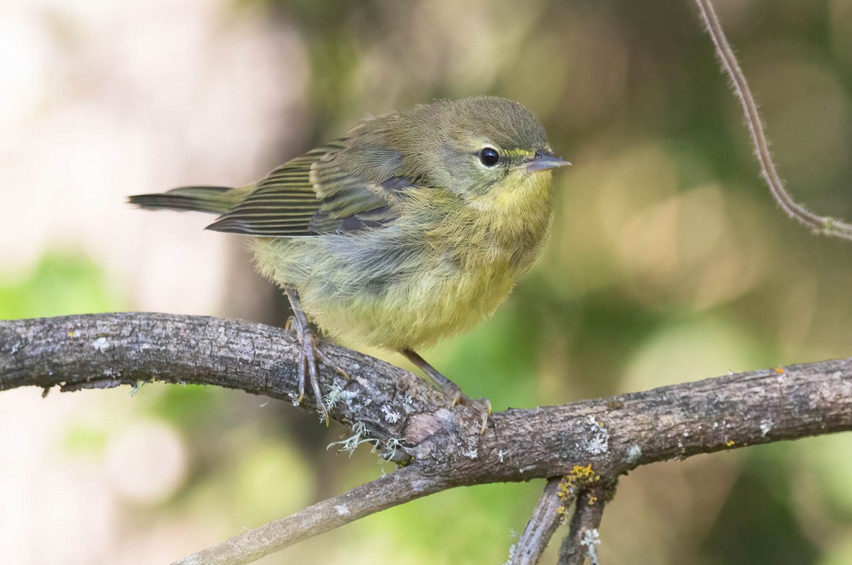 Orange-crowned Warbler - ML620685686