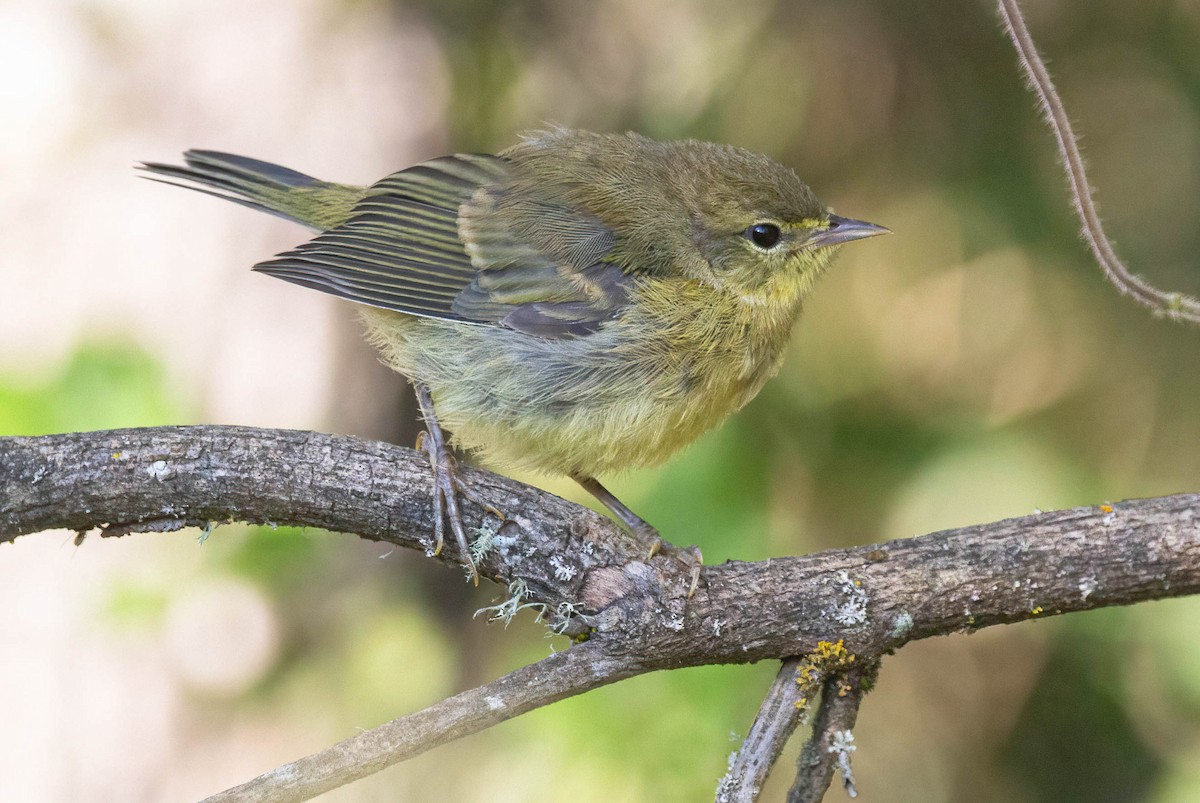 Orange-crowned Warbler - ML620685687