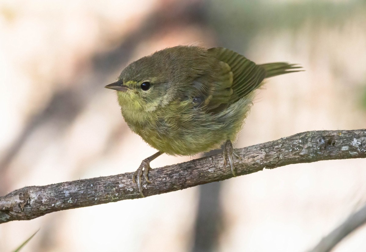 Orange-crowned Warbler - ML620685689