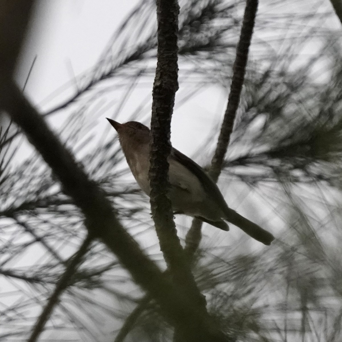 Sumba Brown Flycatcher - ML620685691