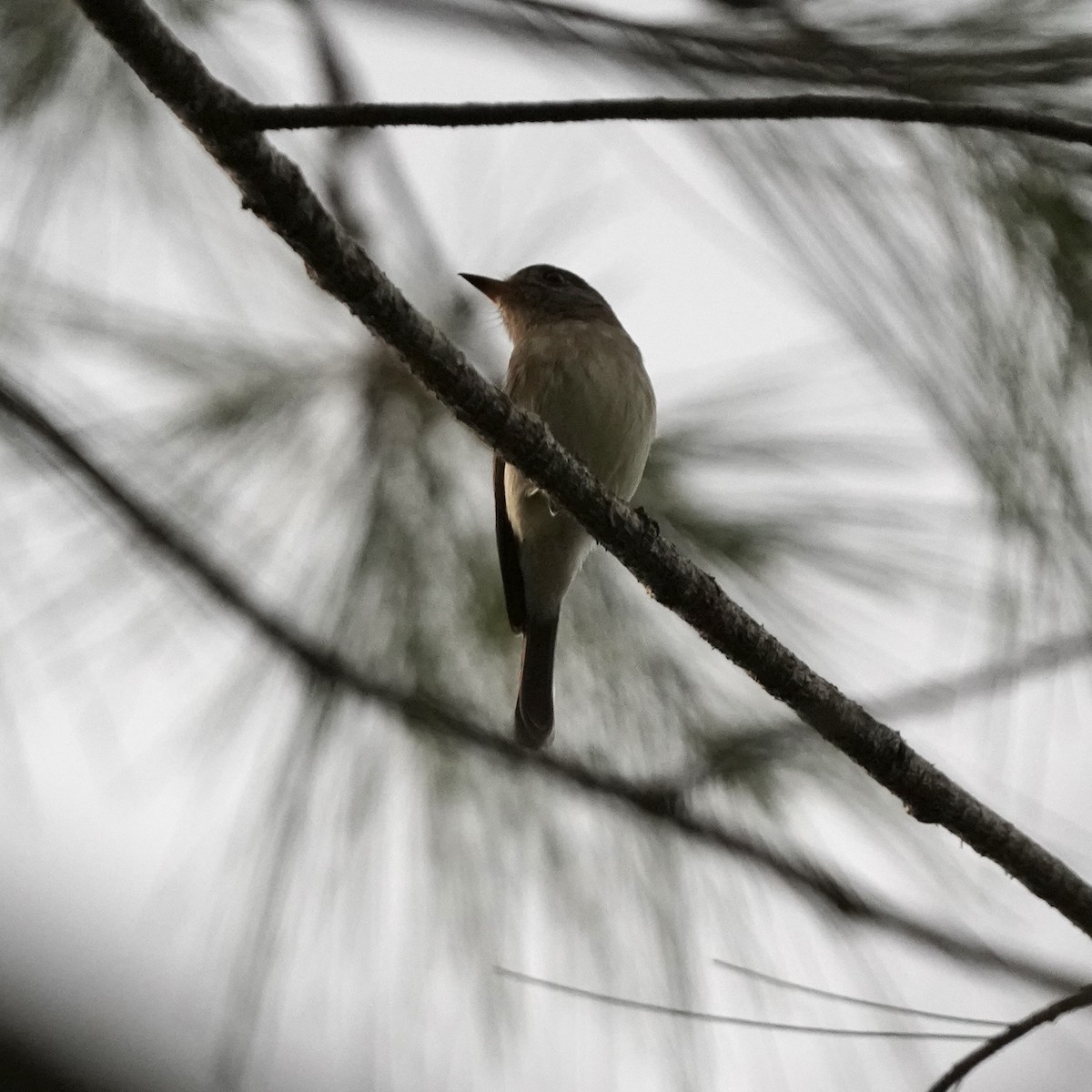 Sumba Brown Flycatcher - ML620685692