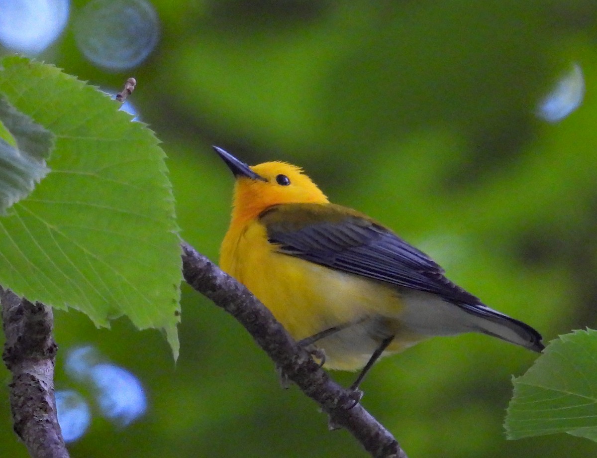 Prothonotary Warbler - ML620685699