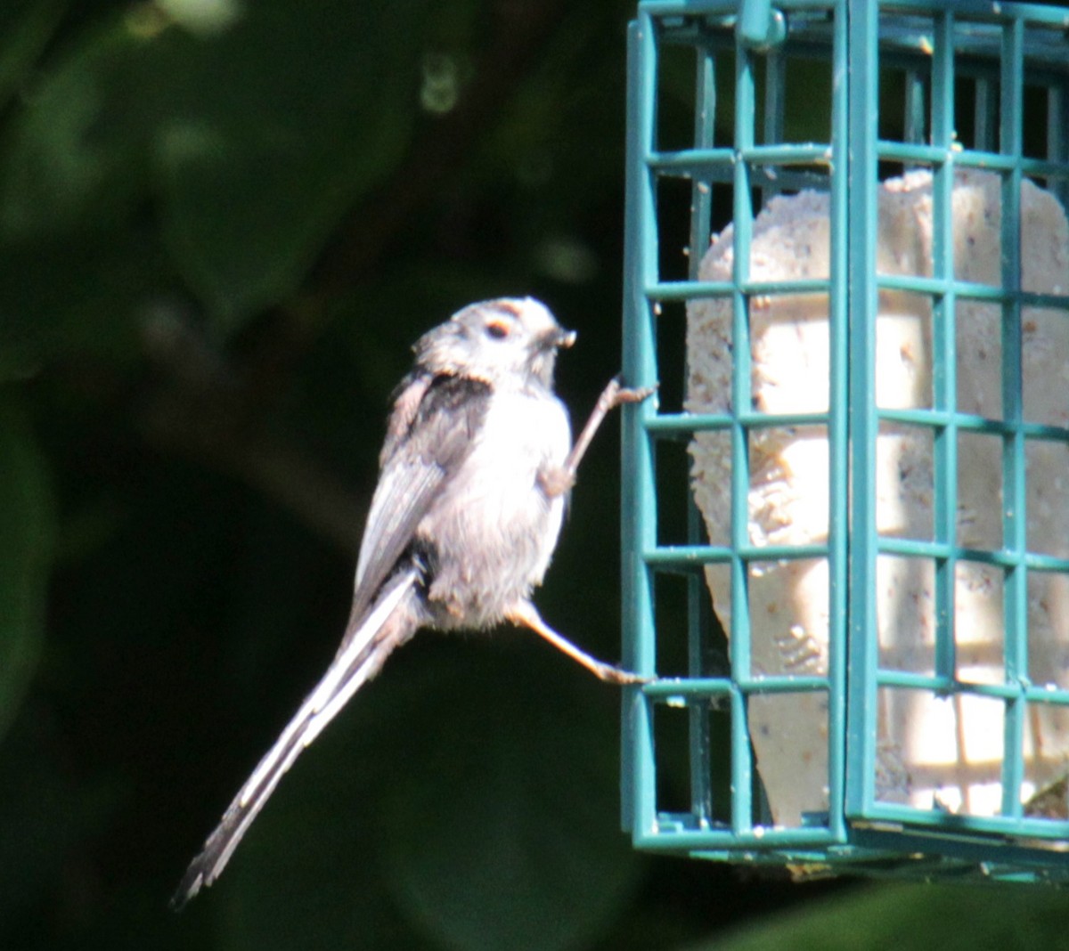 Long-tailed Tit (europaeus Group) - ML620685704