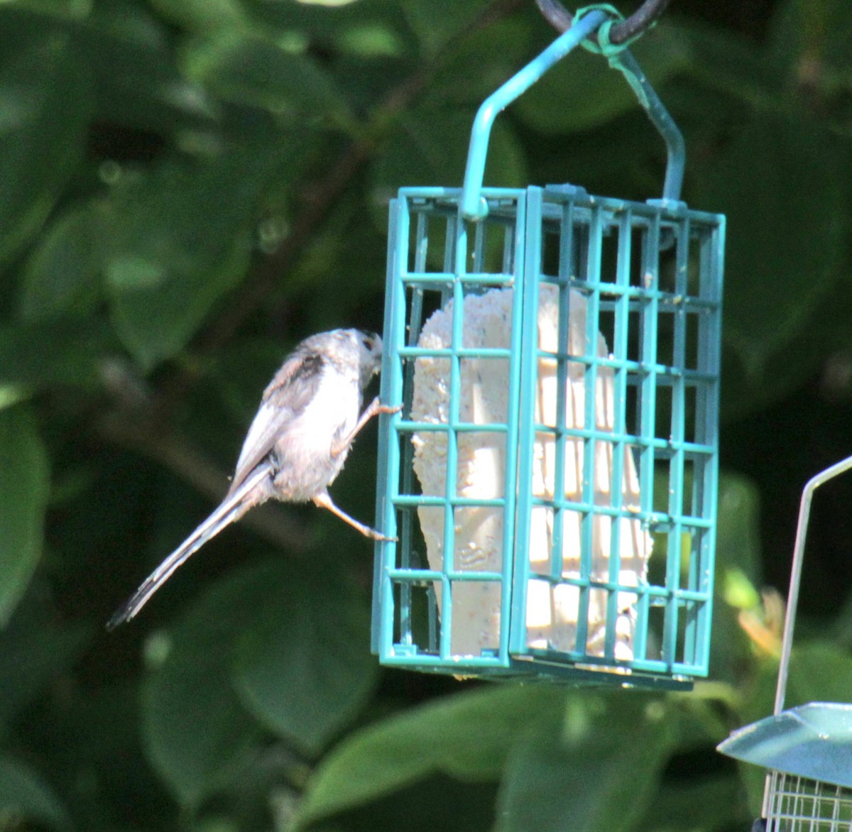 Long-tailed Tit (europaeus Group) - ML620685706